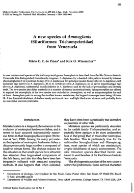 A New Species of Ammoglanis (Siluriformes: Trichomycteridae) from Venezuela