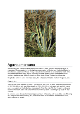 Agave Americana