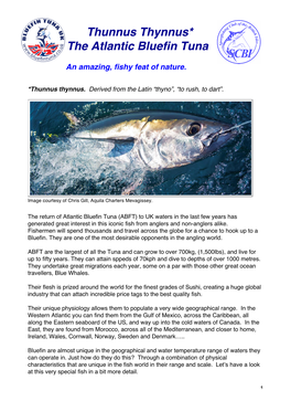 Thunnus Thynnus* the Atlantic Bluefin Tuna