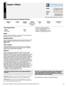 Caspase-1 Antibody A