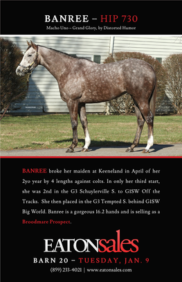 BANREE – HIP 730 Macho Uno – Grand Glory, by Distorted Humor