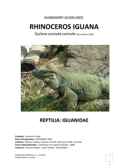 RHINOCEROS IGUANA Cyclura Cornuta Cornuta (Bonnaterre 1789)