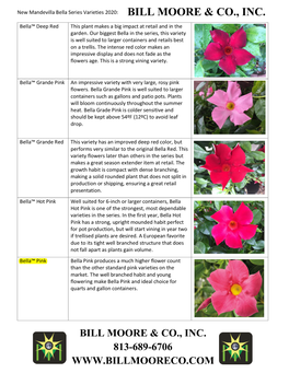 Mandevilla Bella.Pdf