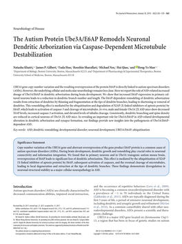 The Autism Protein Ube3a/E6AP Remodels Neuronal Dendritic Arborization Via Caspase-Dependent Microtubule Destabilization