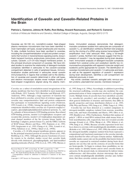 Identification of Caveolin and Caveolin-Related Proteins in the Brain