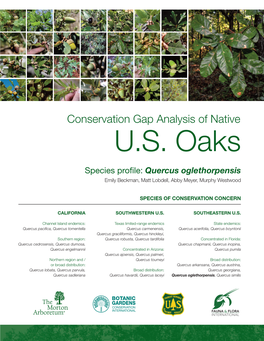 Species Profile: Quercus Oglethorpensis