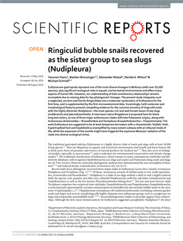 Ringiculid Bubble Snails Recovered As the Sister Group to Sea Slugs