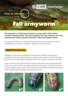 Fall Armyworm