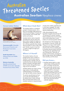 Species Threatenedaustralian Sea-Lion Neophoca Cinerea