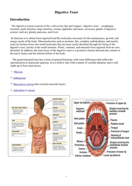 Digestive Tract