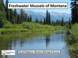 Freshwater Mussels of Montana