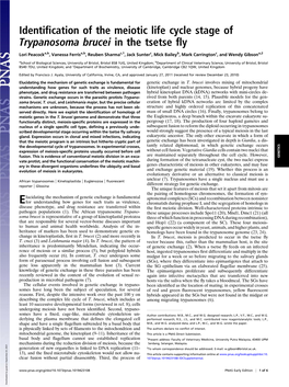 Identification of the Meiotic Life Cycle Stage of Trypanosoma Brucei in The