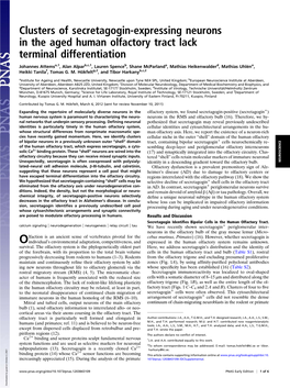 Clusters of Secretagogin-Expressing Neurons in the Aged Human Olfactory Tract Lack Terminal Differentiation