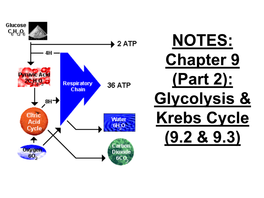 Chapter 9 (Part 2): Glycolysis & Krebs Cycle (9.2 & 9.3)
