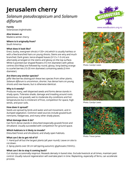 Jerusalem Cherry Solanum Pseudocapsicum and Solanum Diflorum