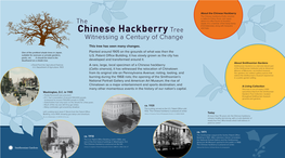 The Chinese Hackberry Tree Witnessing a Century of Change