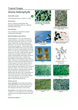 Grona Heterophylla Scientific Name  Grona Heterophylla (Willd.) H