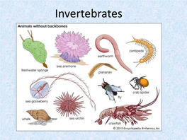 Invertebrates Invertebrates: • Are Animals Without Backbones • Represent 95% of the Animal Kingdom Animal Diversity Morphological Vs