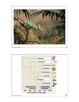 Sponges Cnidarians Chordates Brachiopods Annelids Molluscs Ediacaran Arthropods 635 Cambrian PALEOZOIC PROTEROZOIC 605 Time (Mil