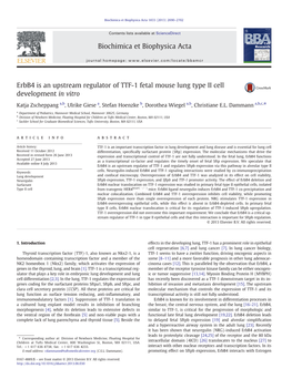 Erbb4 Is an Upstream Regulator of TTF-1 Fetal Mouse Lung Type II Cell Development in Vitro