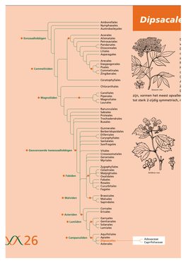 Dipsacale Nymphaeales Austrobaileyales