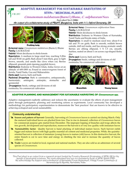 Cinnamomum Malabatrum (Burm.F.) Blume, C. Sulphuratum Nees