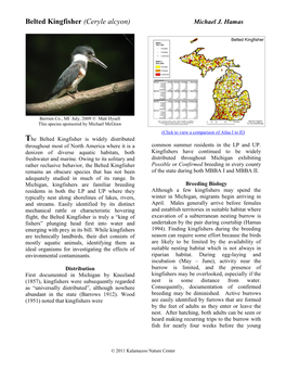 Belted Kingfisher (Ceryle Alcyon) Michael J