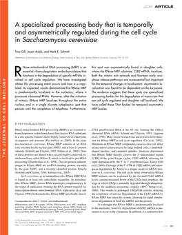 A Specialized Processing Body That Is Temporally and Asymmetrically Regulated During the Cell Cycle in Saccharomyces Cerevisiae