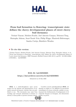 Transcriptomic State Defines the Cherry Developmental Phases of Sweet