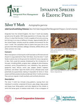 Silver Y Moth Autographa Gamma Juliet Carroll and Kelsey Peterson, New York State Integrated Pest Management Program, Cornell University