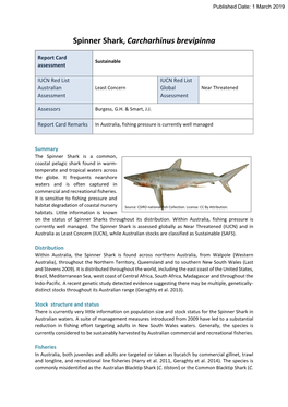 Spinner Shark, Carcharhinus Brevipinna