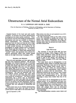 Ultrastructure of the Normal Atrial Endocardium R