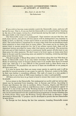 Demoiselle Cranes (Anthropoides Virgo) — an Attempt at Survival