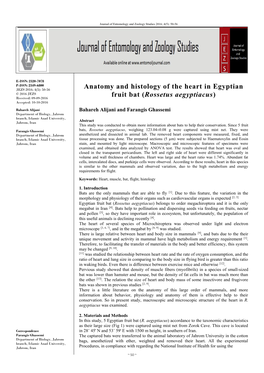 Anatomy and Histology of the Heart in Egyptian Fruit