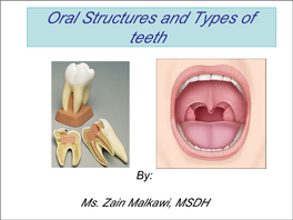 Oral Structure, Dental Anatomy, Eruption, Periodontium and Oral