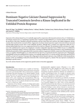 Dominant-Negative Calcium Channel Suppression by Truncated Constructs Involves a Kinase Implicated in the Unfolded Protein Response
