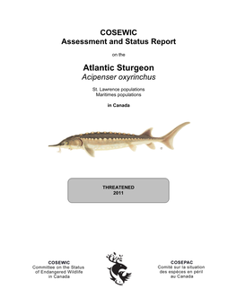 Atlantic Sturgeon Acipenser Oxyrinchus