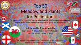 Top 50 Meadowland Plants for Pollinators