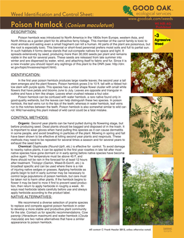 Poison Hemlock (Conium Maculatum)