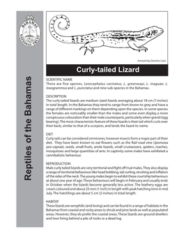 Curly-Tailed Lizard SCIENTIFIC NAME There Are Five Species, Leiocephalus Carinatus, L