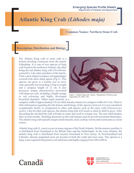 Atlantic King Crab (Lithodes Maja)