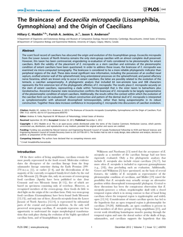 The Braincase of Eocaecilia Micropodia (Lissamphibia, Gymnophiona) and the Origin of Caecilians