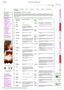 Bone Markings / Features on Bones