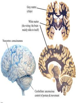 Neocortex: Consciousness Cerebellum