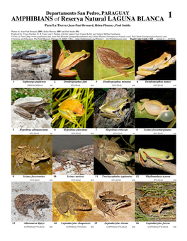 AMPHIBIANS of Reserva Natural LAGUNA BLANCA 1