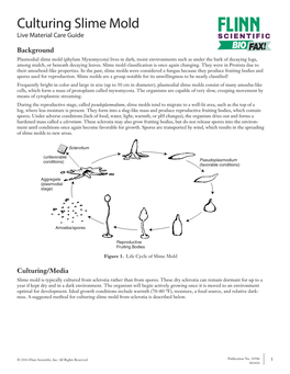 Culturing Slime Mold