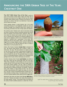 Announcing the SMA Urban Tree of the Year: Chestnut Oak