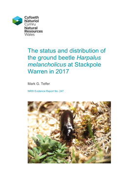 (Harpalus Melancholicus) at Stackpole Warren in 2017