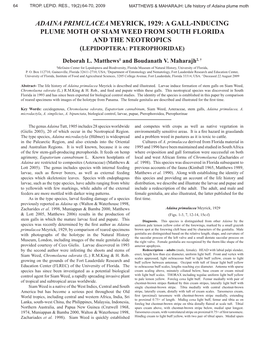 Adaina Primulacea Meyrick, 1929: a Gall-Inducing Plume Moth of Siam Weed from South Florida and the Neotropics (Lepidoptera: Pterophoridae)