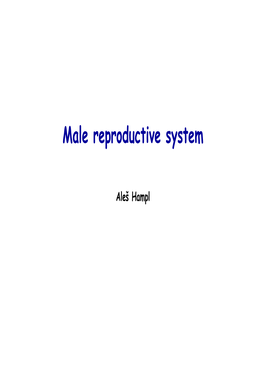 Male Reproductive System